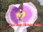 1 Pair purple fading short Chinese silk dance fan, 10cm (4") flutter