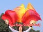 1 pair 2.4m (94") Fire belly dance silk fan veils